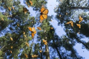 monarch-butterflies-in-pacific-grove