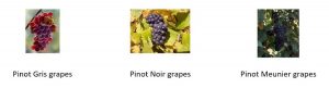 pinot-gris-vs-pinot-noir-vs-pinot-meunier-grapes