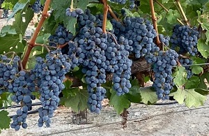 cabernet-sauvignon-grapes-from-northern-california