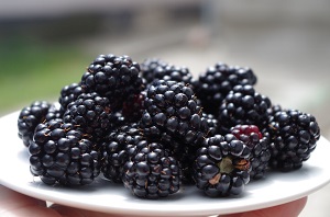 cabernet-sauvignon-wine-notes-of-blackberries