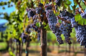 pinot-noir-grapes-grown-in-Santa-Barbara-California
