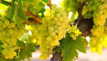Chardonnay-grapes