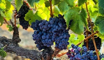 Grenache-grapes