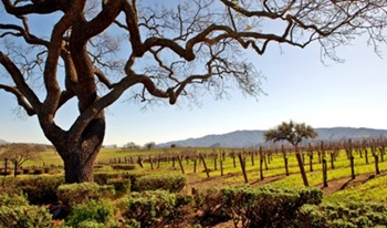 Santa-Ynez-Valley-winery