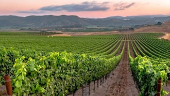 Sta-Rita-Hills-wineries