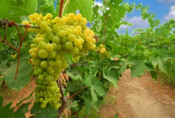 Viognier-grape-variety