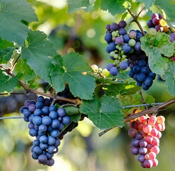 pinot-noir-grapes
