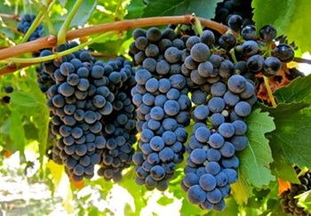 syrah-grapes